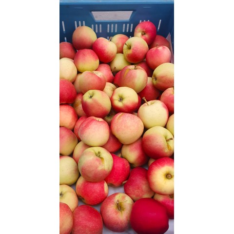AAAKCE Jablka Gala ČESKÁ KG BĚŽNÁ CENA 33,90 kg