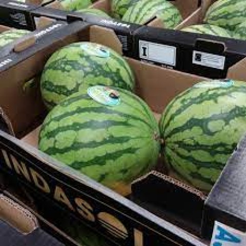 Meloun vodní bezsemenný cena za  kg
