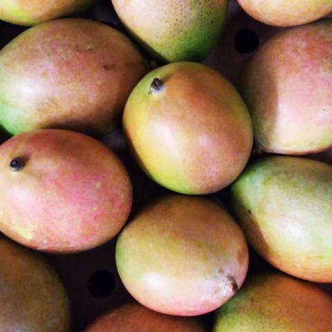 Mango kal. 8 Kent 