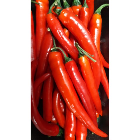 Paprika chilli červená kg