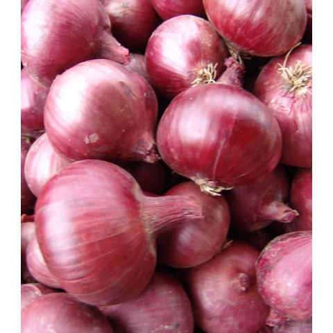 Cibule červená kg