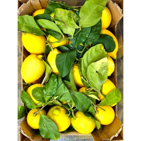 Citrony s listem extra Itálie PQ kg BEZ CHEMICKÉHO OŠETŘENÍ