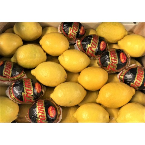 Citrony Primofiori Španělsko kg 