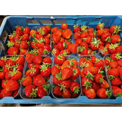 AKCE Jahody ČESKÉ balení 500 g