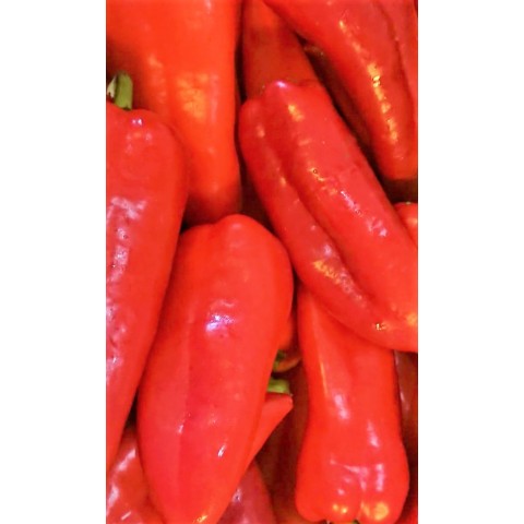 Paprika kapie Španělsko cena za kg 