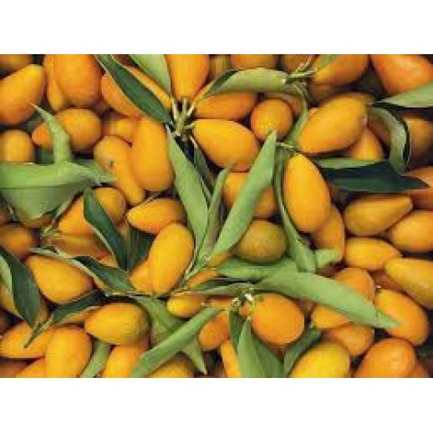 Kumquat Španělsko 100 g
