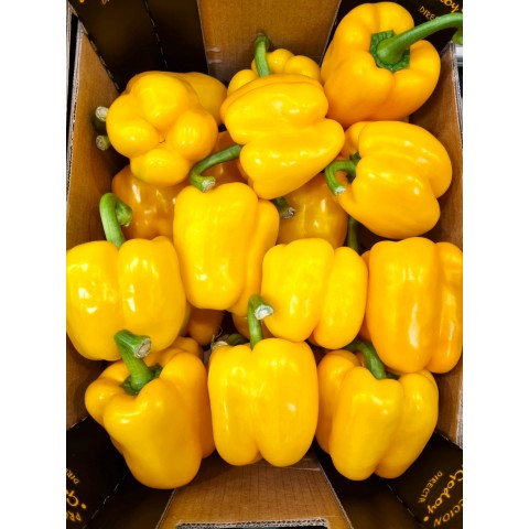 Paprika California žlutá kg
