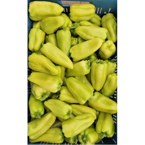 AAAKCE Paprika Piruet ČESKÁ kg BĚŽNÁ CENA 59,90 kg