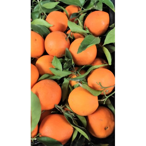CELÁ BEDÝNKA cca 12 kg Pomeranče s listy Španělsko CENA za 1 kg 