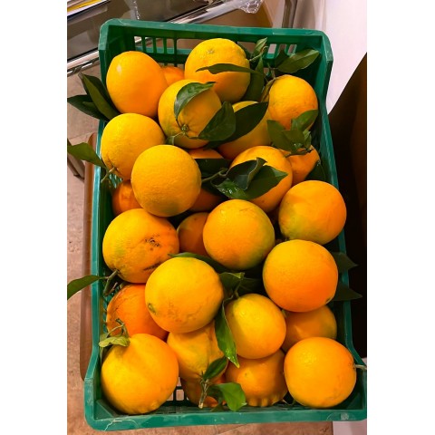Pomeranče s listy Španělsko kg 