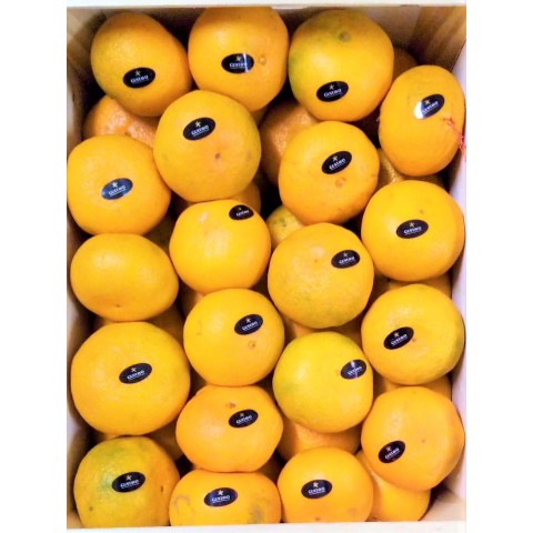 Mandarinky Satsuma velké Španělsko kg 